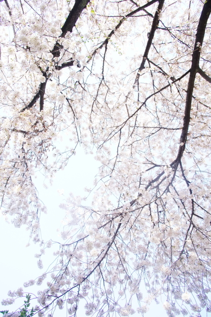 f:id:itokoichi:20140405080332j:image f:id:itokoichi:20140405080332j:image