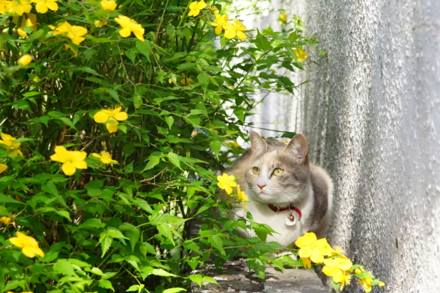 f:id:itokoichi:20140405080441j:image f:id:itokoichi:20140405080441j:image