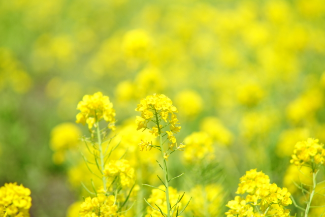 f:id:itokoichi:20140405100924j:image