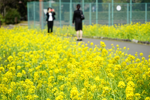 f:id:itokoichi:20140405101002j:image