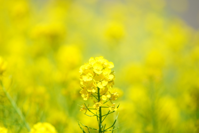 f:id:itokoichi:20140405101112j:image