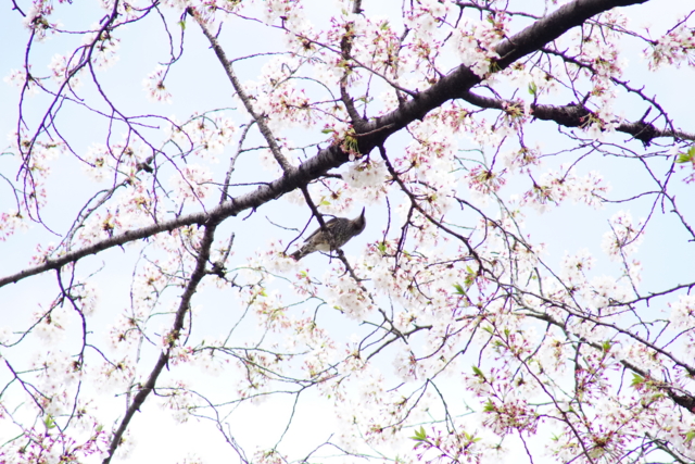 f:id:itokoichi:20140405103431j:image