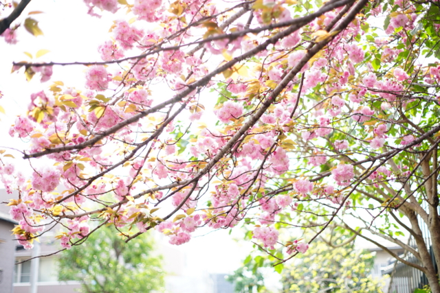 f:id:itokoichi:20140414082201j:image
