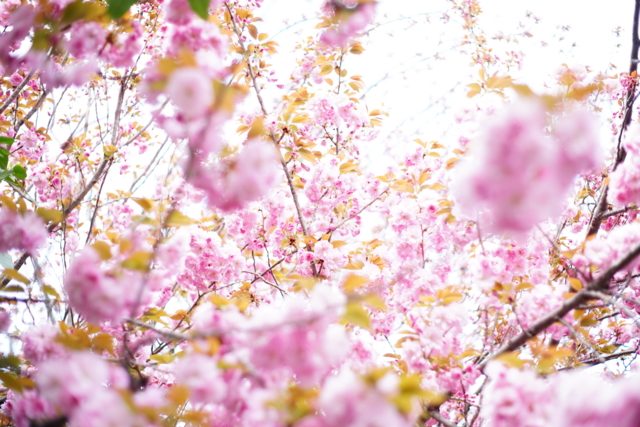 f:id:itokoichi:20140414082501j:image