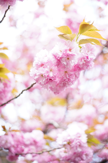 f:id:itokoichi:20140414082614j:image
