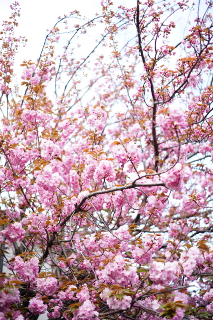 f:id:itokoichi:20140414082853j:image