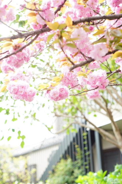 f:id:itokoichi:20140414083530j:image