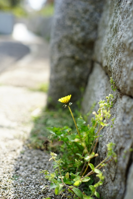 f:id:itokoichi:20140414085035j:image