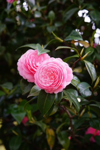 f:id:itokoichi:20140417125205j:image
