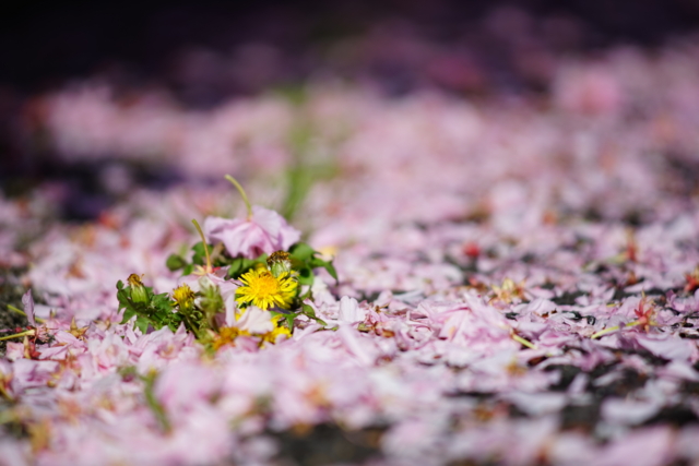 f:id:itokoichi:20140423080315j:image