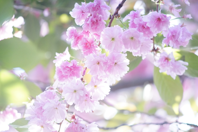 f:id:itokoichi:20140423080448j:image