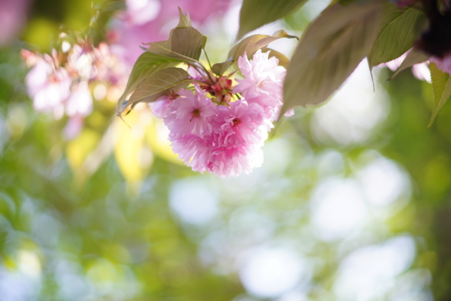 f:id:itokoichi:20140423080818j:image