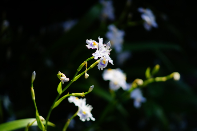 f:id:itokoichi:20140423083015j:image