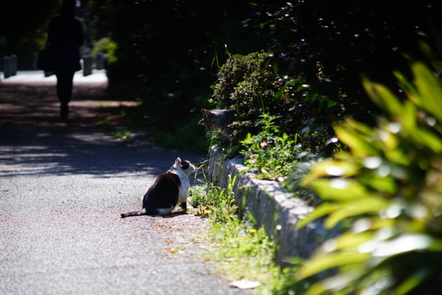f:id:itokoichi:20140423083457j:image