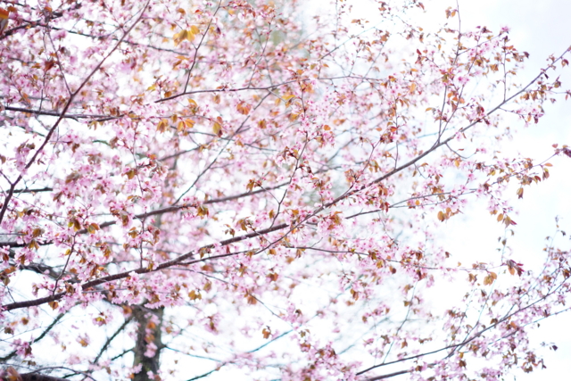 f:id:itokoichi:20140506091408j:image