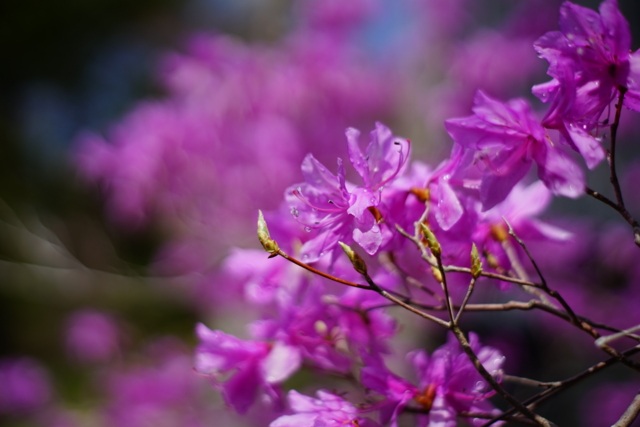 f:id:itokoichi:20140506092138j:image