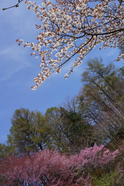 f:id:itokoichi:20140506092943j:image