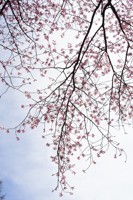 f:id:itokoichi:20140506093259j:image