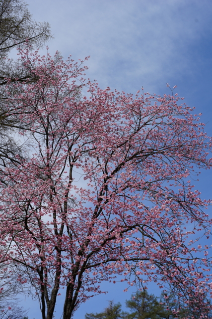 f:id:itokoichi:20140506093450j:image