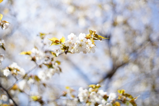 f:id:itokoichi:20140506094607j:image