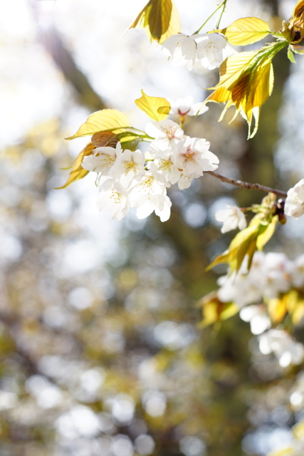f:id:itokoichi:20140506094947j:image