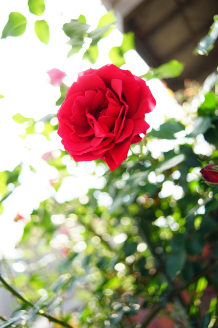 f:id:itokoichi:20140510144353j:image