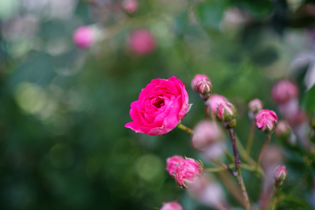 f:id:itokoichi:20140516081229j:image