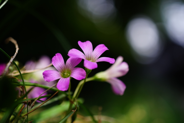 f:id:itokoichi:20140516081421j:image