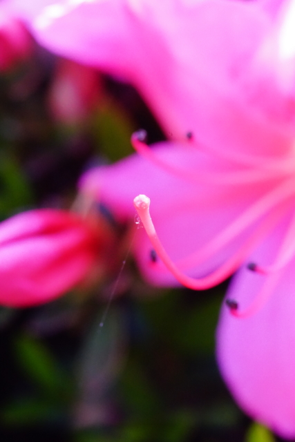 f:id:itokoichi:20140517171408j:image