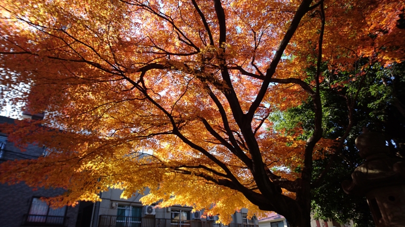 f:id:itokoichi:20151212113315j:image