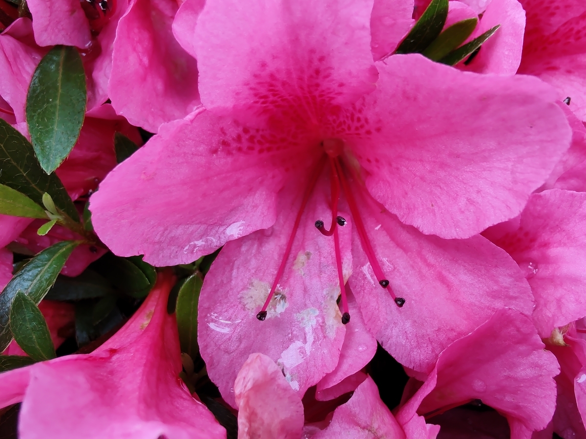 f:id:itokoichi:20210522142842j:plain