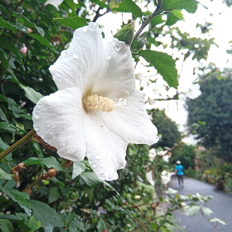 f:id:itokoichi:20210905105132j:plain