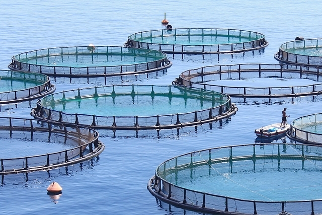 メスの魚だけをつくる養殖技術がある - 暇人の雑学