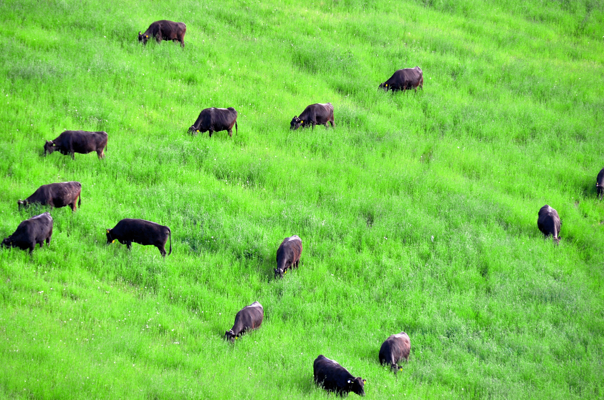 f:id:itomoji2002:20201213231757j:plain