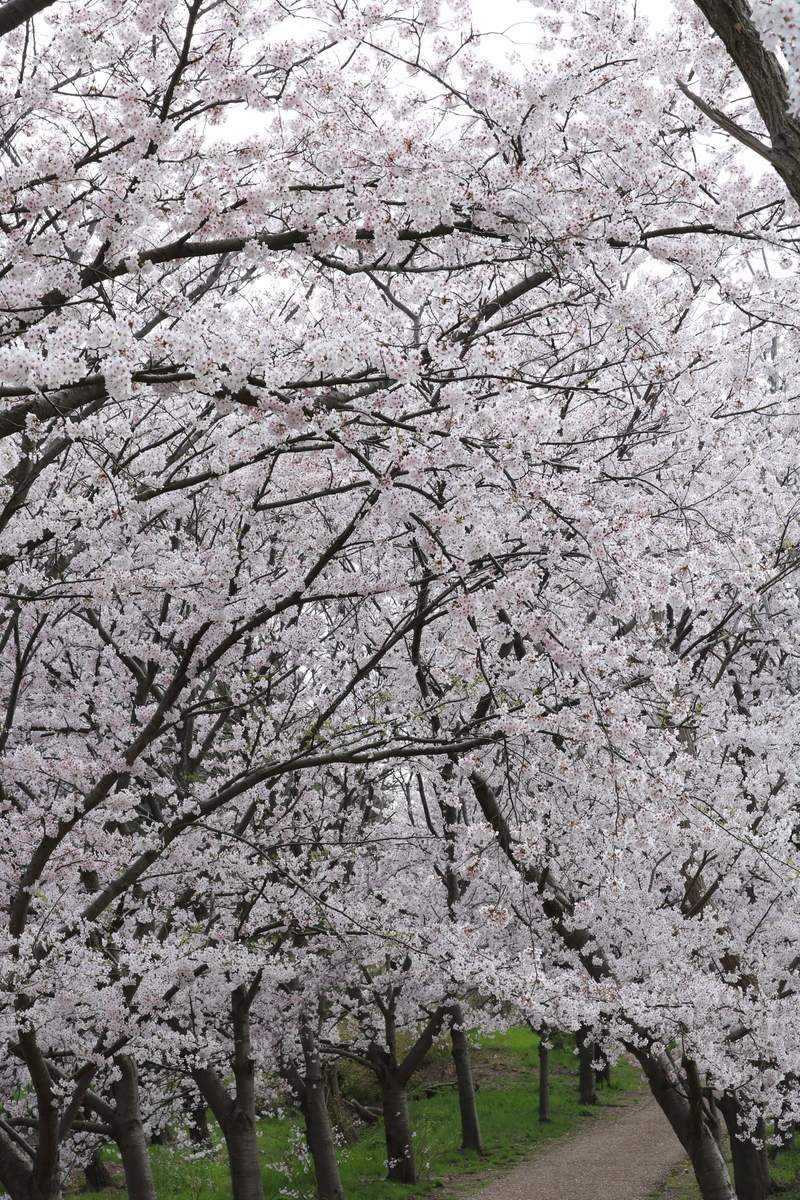 f:id:itotetsu241046:20210406183420j:plain