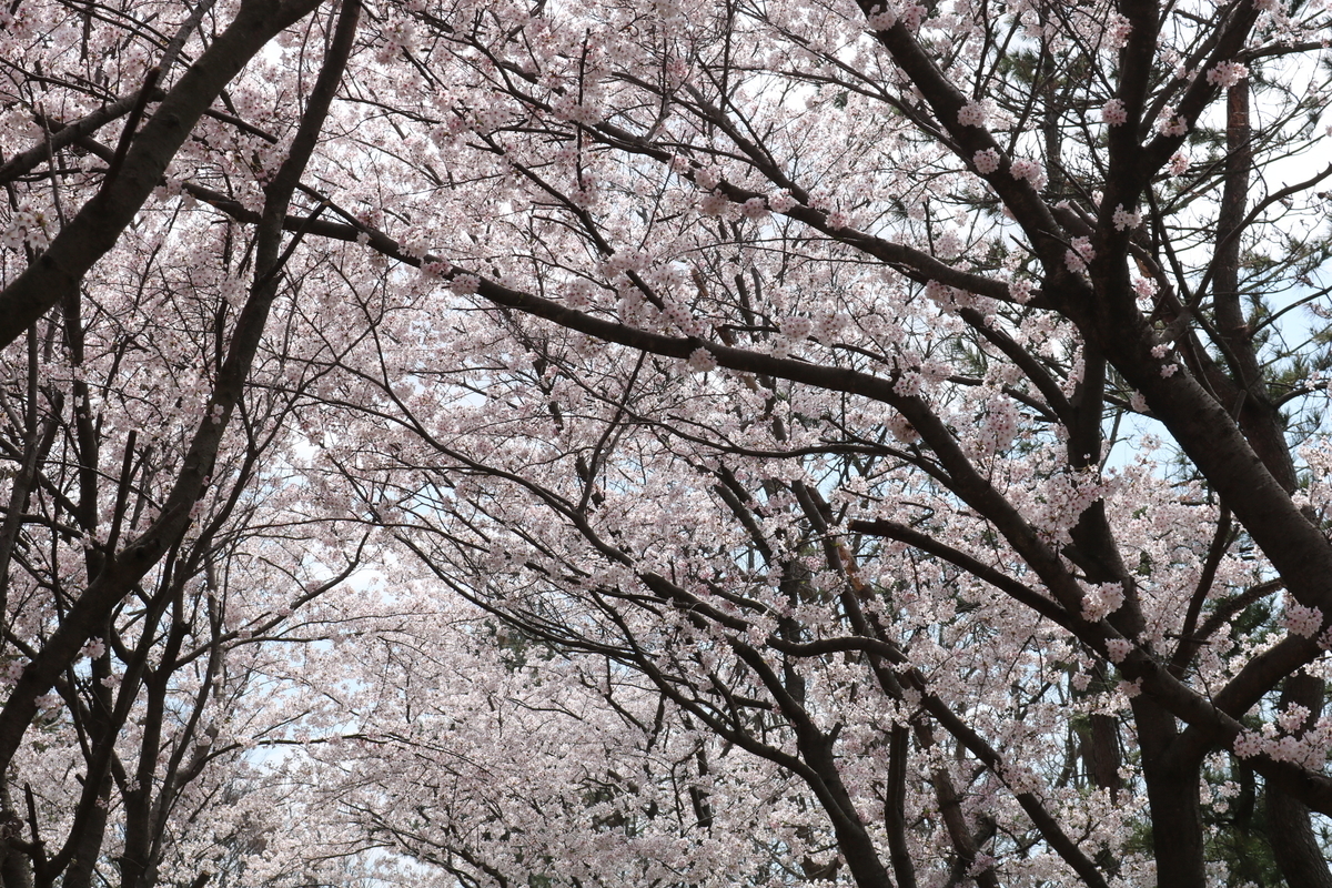 f:id:itotetsu241046:20210406183444j:plain