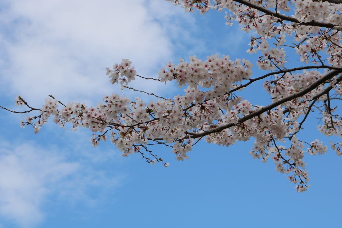 f:id:itotetsu241046:20210406183501j:plain