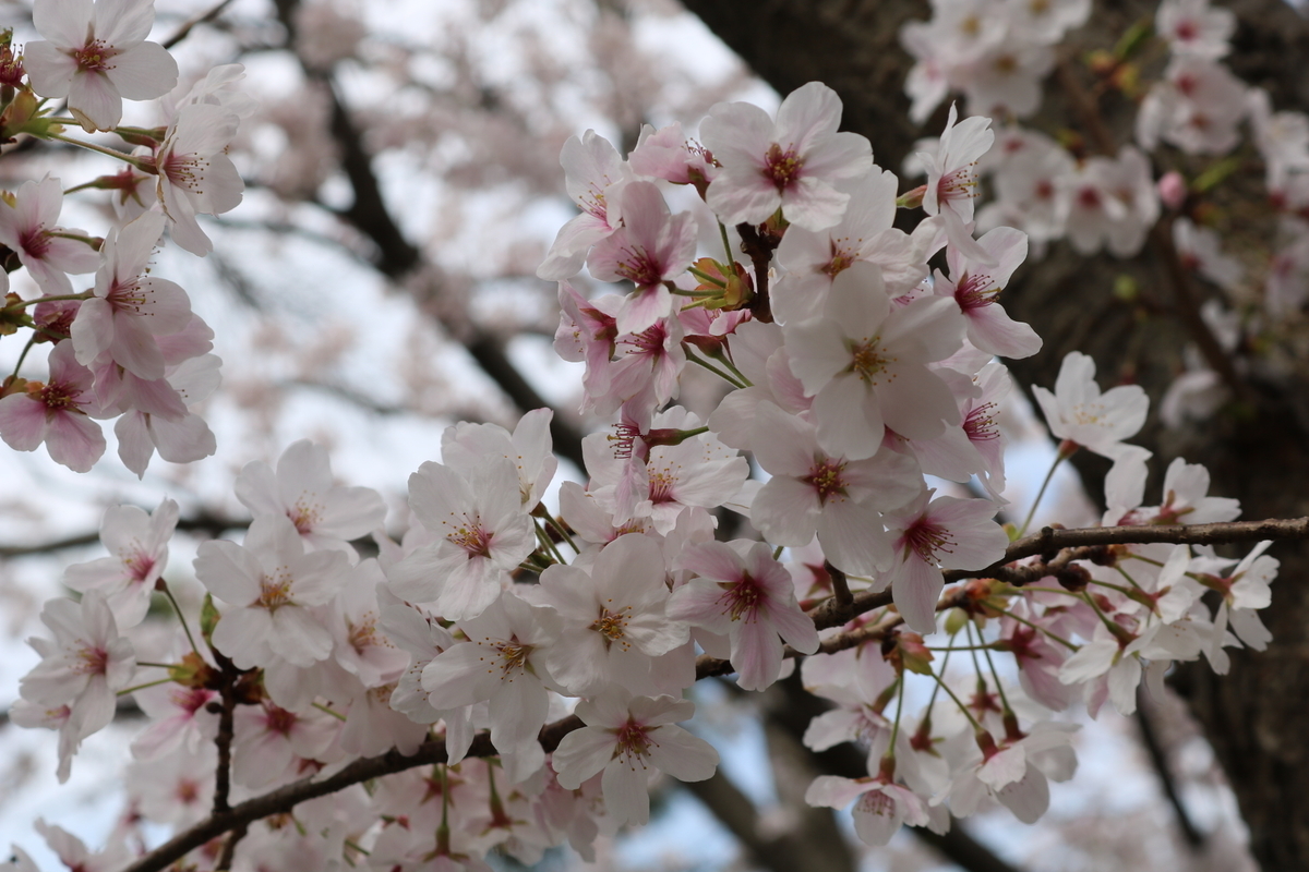 f:id:itotetsu241046:20210406183522j:plain