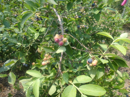 f:id:itotto:20120728112450j:image