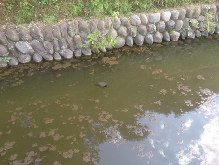 f:id:itotto:20140614144535j:image
