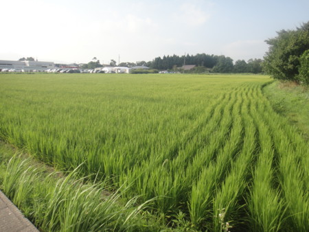 f:id:itotto:20150806155831j:image:h250