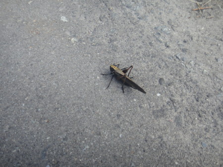 f:id:itotto:20150806162935j:image:h250