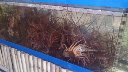 f:id:itotto:20160409134104j:image:h300 f:id:itotto:20160409134104j:image:h300