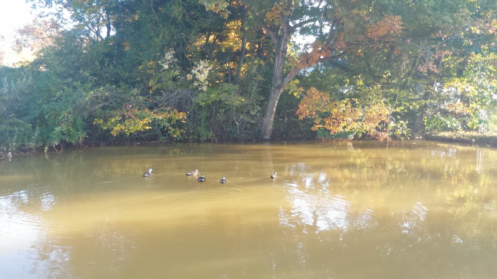 f:id:itotto:20161106150353j:plain f:id:itotto:20161106150353j:plain