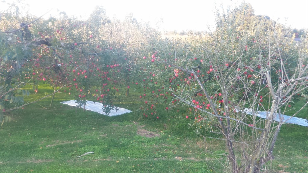 f:id:itotto:20161106154035j:plain f:id:itotto:20161106154035j:plain