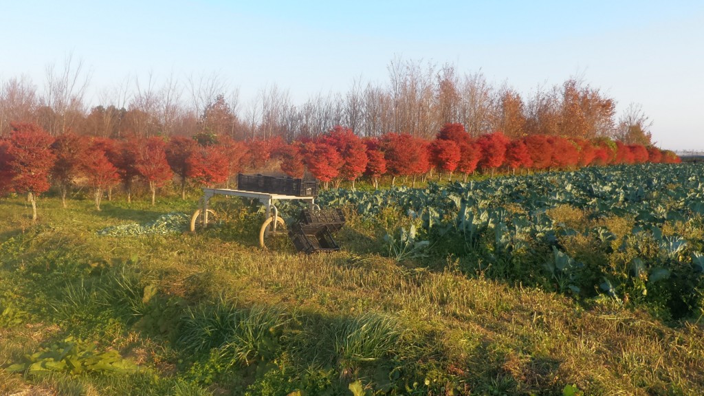 f:id:itotto:20161106154144j:plain f:id:itotto:20161106154144j:plain