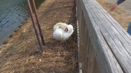 f:id:itotto:20170305135754j:image f:id:itotto:20170305135754j:image