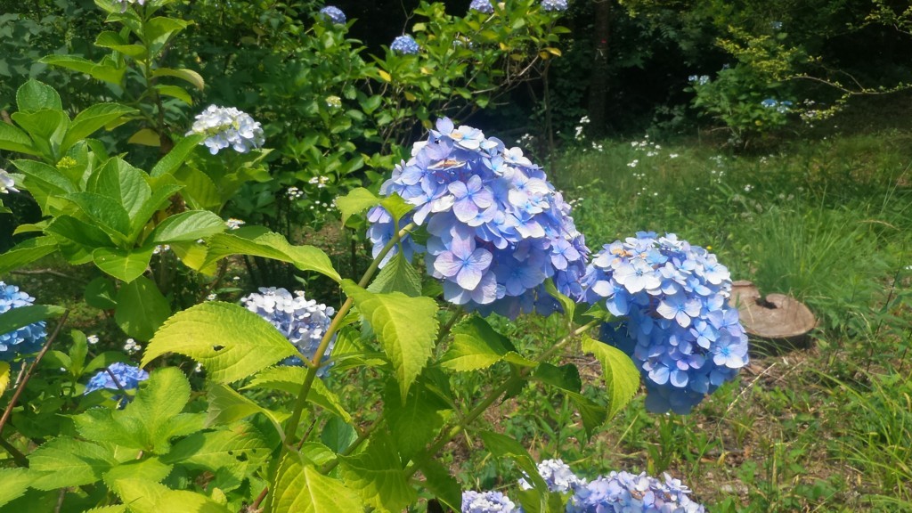 f:id:itotto:20170624111712j:plain