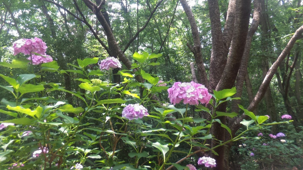 f:id:itotto:20170624111823j:plain