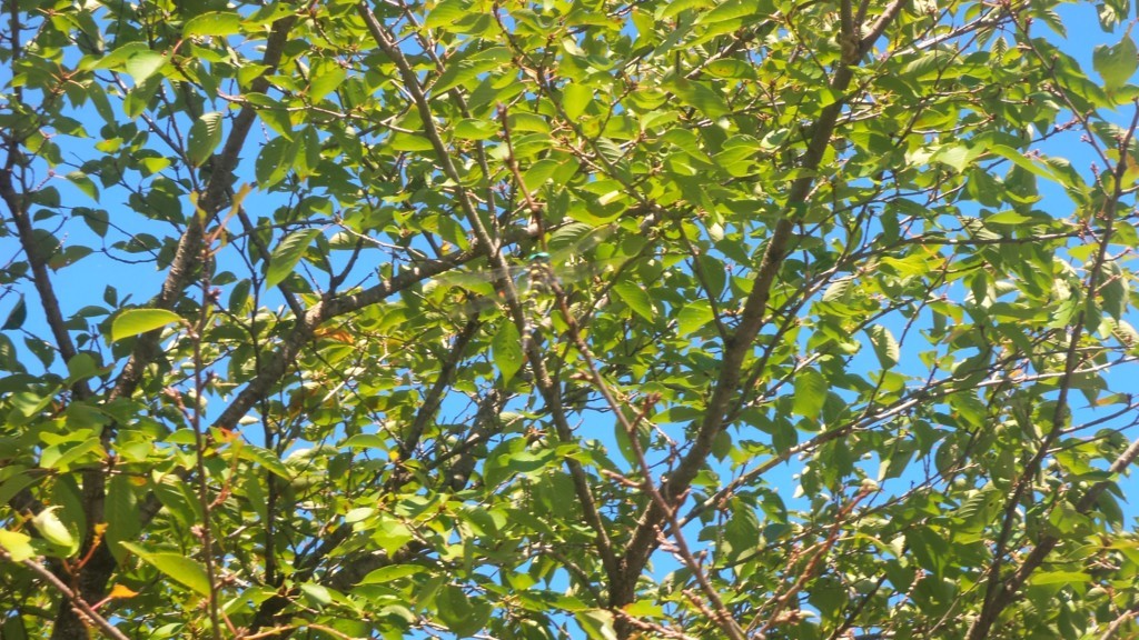 f:id:itotto:20170909091058j:plain